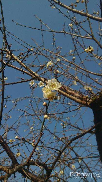 带桐桐去看漂亮的白梅花