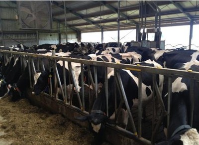 美素佳儿奶粉最新事件2013:与荷兰自家牧场的