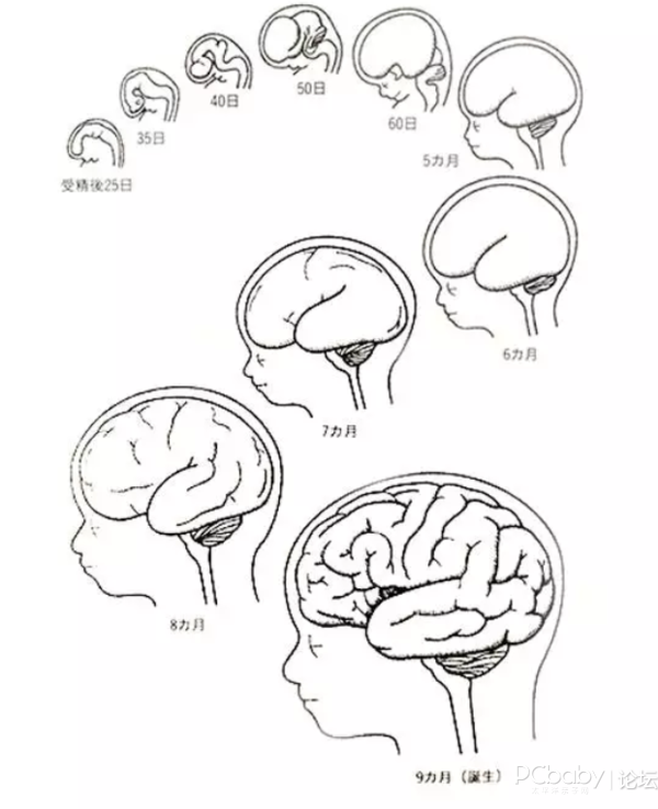 智佳贝乐育儿堂#揭秘宝宝大脑发育过程,成长真的需要