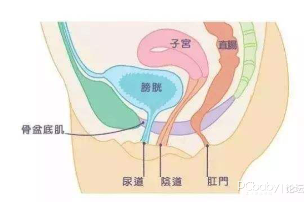   盆底肌是指封闭骨盆底的肌肉群