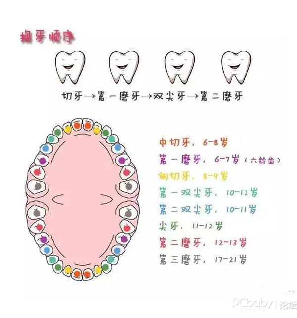 宝宝换牙时间表换牙期家长必须储备的最全攻略