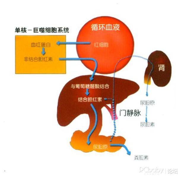 澳洲mmv丨熬夜不仅不健康,还分分钟毁你容!