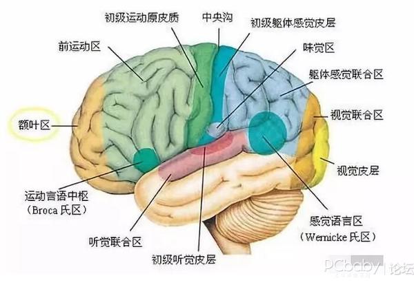 左侧大脑半球为语言活动功能的优势半球,右侧为非语词认识功能的优势