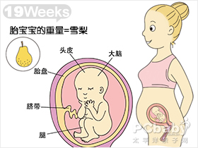 怀孕19周 怀孕十九周胎儿图 怀孕19周吃什么 注意什么 亲子百科 太平洋亲子网