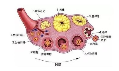 试管取卵多少个最好--关于试管婴儿取卵你需要