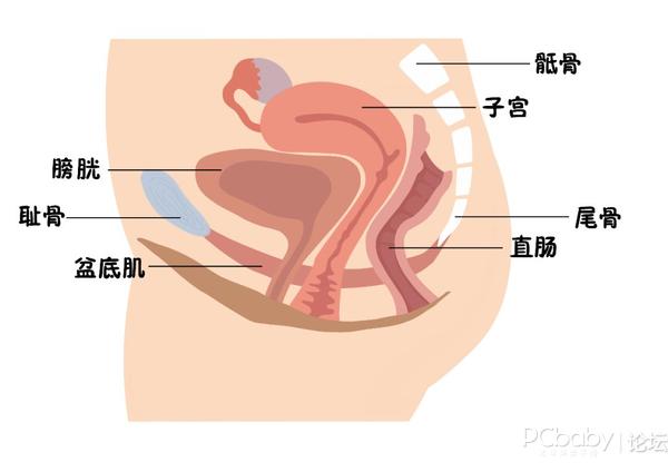 月子里要注意什么|女人不可忽视的生命线—盆底康复